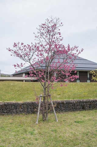 20190509yagasaki-sakuraA.jpg