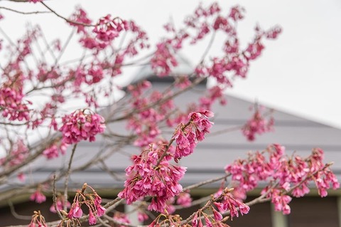 20190509yagasaki-sakuraA02.jpg