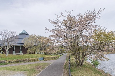 20190509yagasaki-sakuraB01.jpg