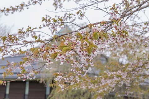 20190509yagasaki-sakuraB02.jpg