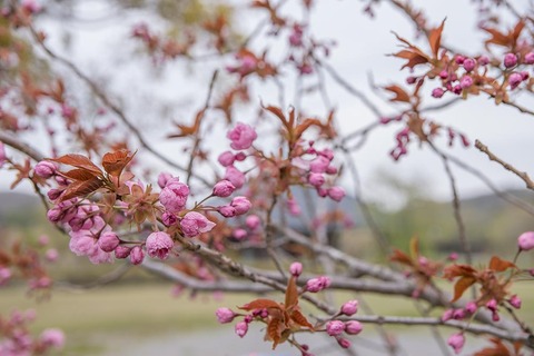 20190509yagasaki-yae-sakura02.jpg