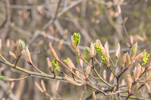 20190510urihadakaede01.jpg