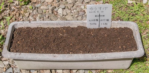 20190510yusuge_planter_1y_20182017seed.jpg