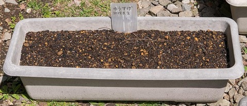 20190510yusuge_planter_1y_2018seed_20190502start.jpg