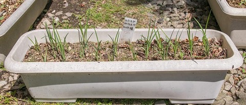20190510yusuge_planter_2y-01-20180415.jpg