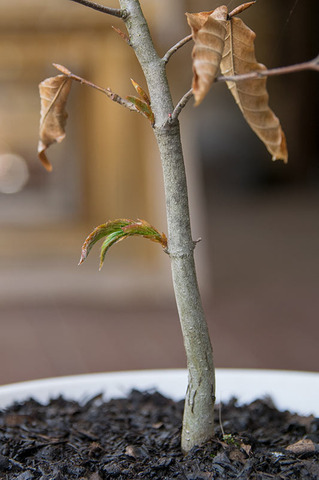 20190511buna_su_6y_02.jpg