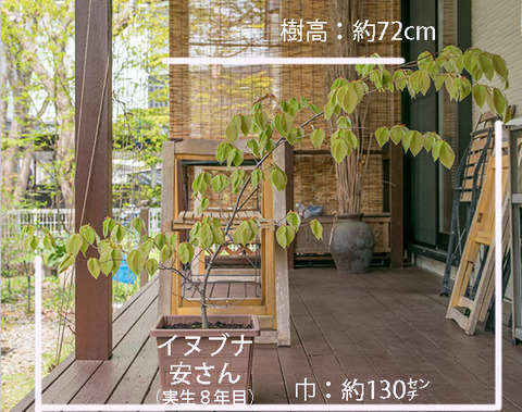 20190511inubuna8y_an_01.jpg