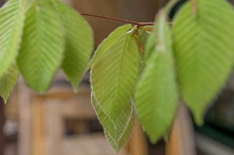 20190511inubuna8y_an_04.jpg