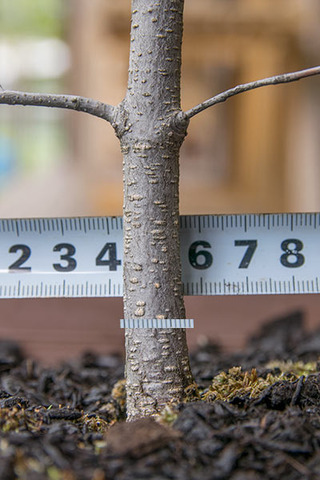 20190511inubuna8y_an_05.jpg