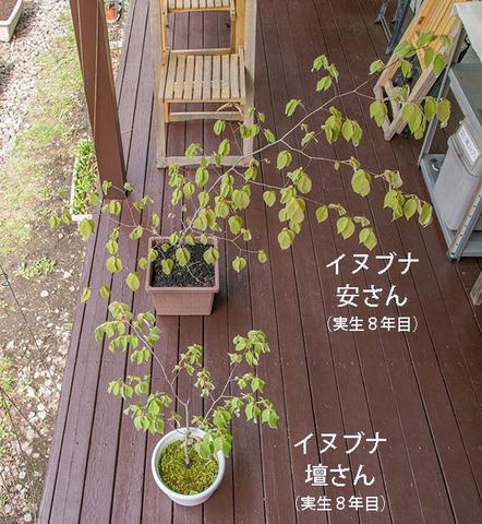 20190511inubuna8y_an_dan_01.jpg