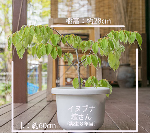 20190511inubuna8y_dan_01.jpg