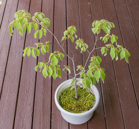 20190511inubuna8y_dan_02.jpg