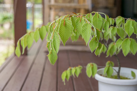 20190511inubuna8y_dan_03.jpg