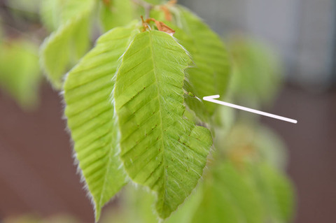 20190511inubuna8y_dan_04.jpg