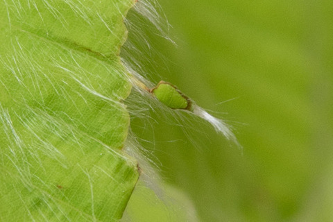 20190511inubuna8y_dan_05.jpg