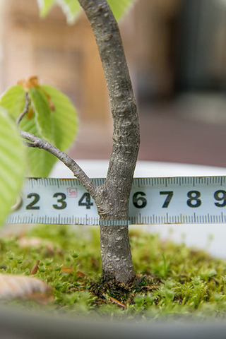 20190511inubuna8y_dan_06.jpg
