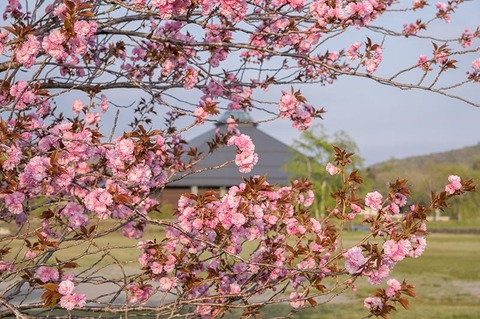 20190512yagasaki-yae-sakura01.jpg