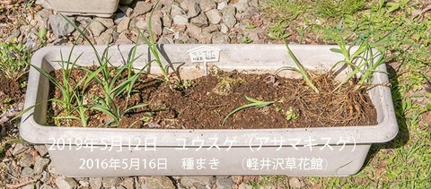 20190512yusuge_planter_4y-uekae01re.jpg