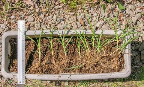 20190512yusuge_planter_4y-uekae02.jpg