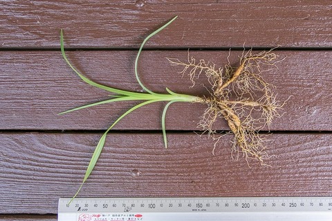 20190512yusuge_planter_4y-uekae03.jpg