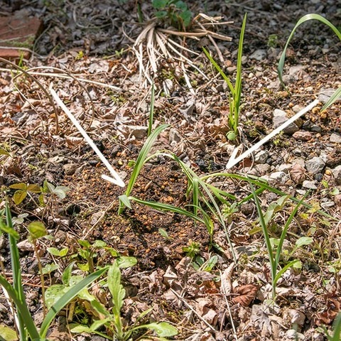 20190512yusuge_planter_4y-uekae04.jpg