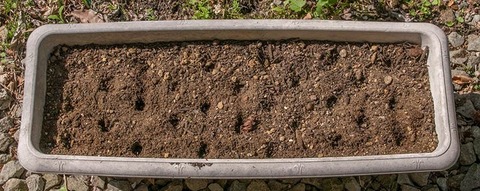 20190513yusuge_planter_1y_2018seed_01.jpg