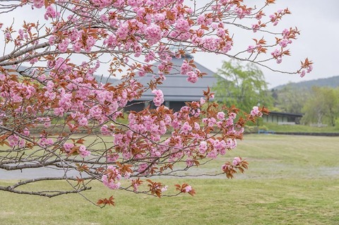20190514yagasaki-yae-sakuraA02.jpg