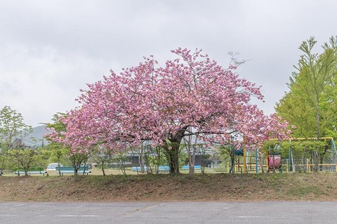 20190514yagasaki-yae-sakuraB01.jpg
