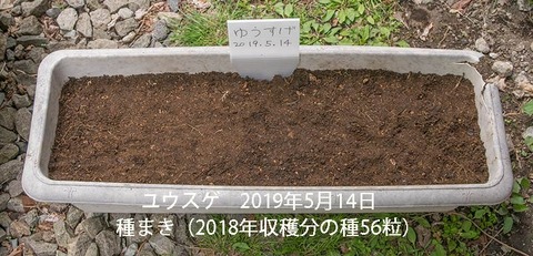 20190514yusuge_planter_1y_2018seed_01.jpg