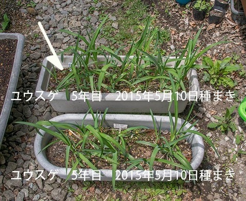 20190514yusuge_planter_5y-uekae01.jpg