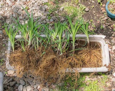 20190514yusuge_planter_5y-uekae02.jpg