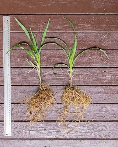 20190514yusuge_planter_5y-uekae03.jpg