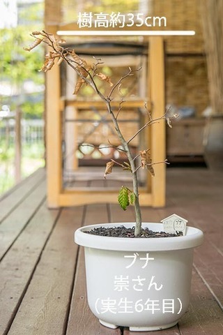 20190515buna_su_6y_01.jpg