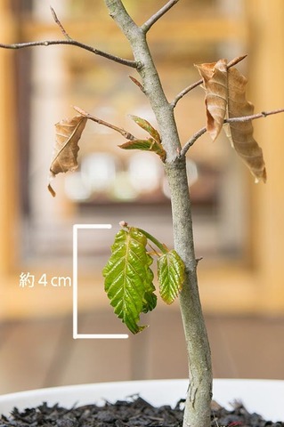 20190515buna_su_6y_02.jpg