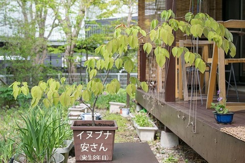 20190515inubuna8y_an_01.jpg