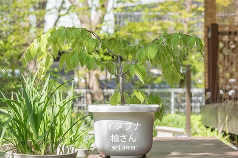 20190515inubuna8y_dan_01.jpg