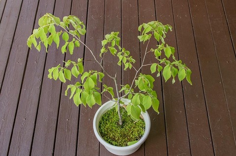 20190515inubuna8y_dan_02.jpg