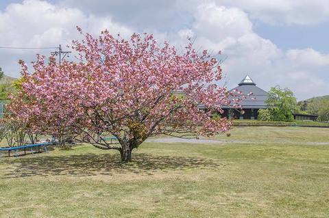 20190516yagasaki-yae-sakuraA01.jpg