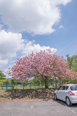 20190516yagasaki-yae-sakuraB01.jpg