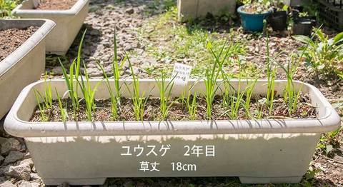 20190517yusuge_planter_2y-01-20180415.jpg