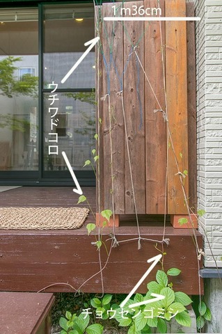 20190518midori02_chosengomishi_uchiwadokoro01.jpg