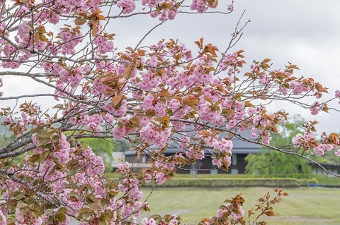 20190518yagasaki-yae-sakuraA02.jpg