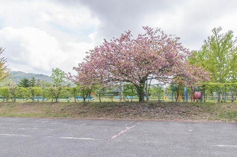 20190518yagasaki-yae-sakuraB01.jpg