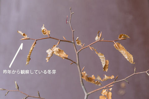 20190519buna_su_6y_04.jpg