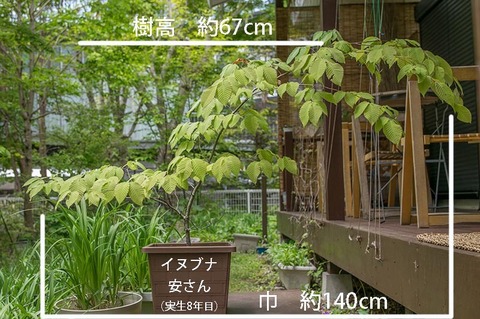 20190522inubuna8y_an_01re.jpg