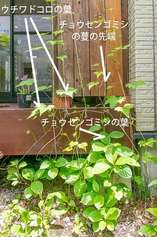 20190526midori_chosengomishi02.jpg