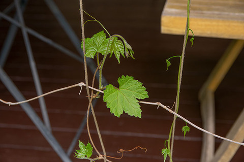 20190526midori_nobudo02.jpg