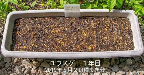 20190526yusuge_planter_1y_2018seed_20190502start.jpg