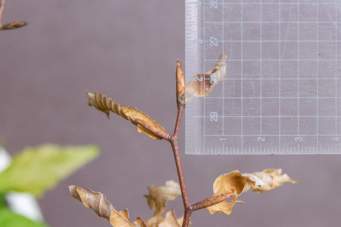 20190531buna_su_6y_04.jpg