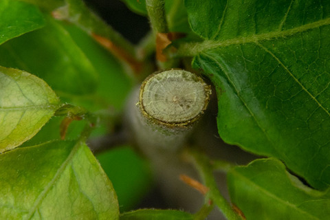20190531buna_su_6y_07.jpg